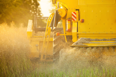 Combiner harvesting wheat field in detail