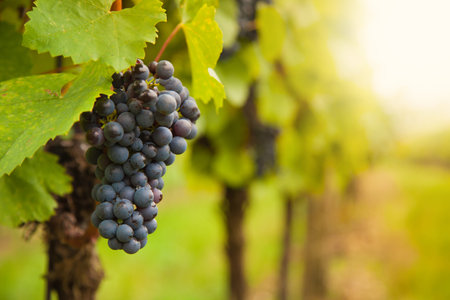 Macro photo of red wine grapes, low depth of focus