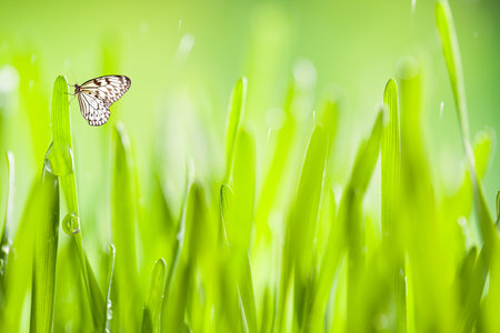 Abstract green young barley background with water drops