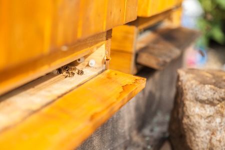 Detail af bees flying into beehiveの写真素材