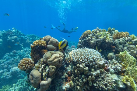 Beautiful coral reef with fish in Red sea with free-diver photographerの写真素材
