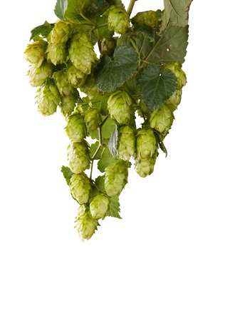 Green hop cones isolated on white backgroundの写真素材
