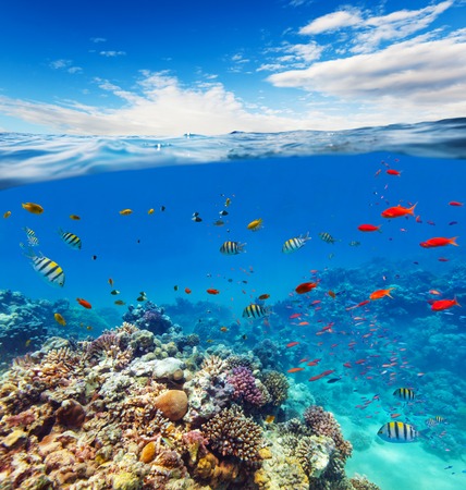 Underwater view of coral reef with horizon and water surface split by waterline. Summer holiday concept. High Resolutionの写真素材