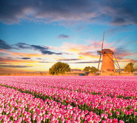 Vibrant tulips field with Dutch windmill, Netherlands. Beautiful cloudy skyの写真素材