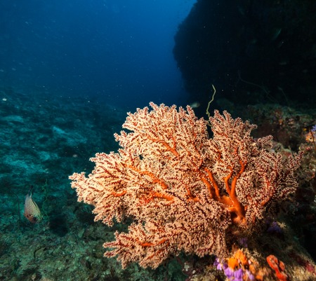 Coral reef with detail of soft corals and exotic fish on bottom of Indian ocean, Maldives.の写真素材