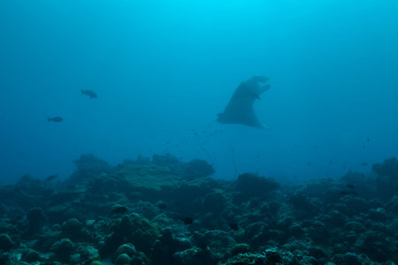 manta ray in deep Indian ocean, Maldivesの写真素材