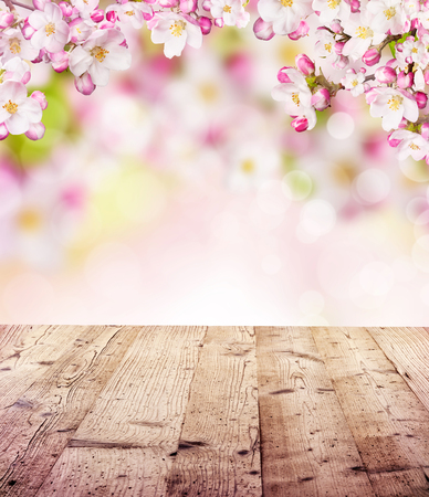 Cherry blossoms over blurred nature background and empty wooden planks. Copyspace for textの写真素材