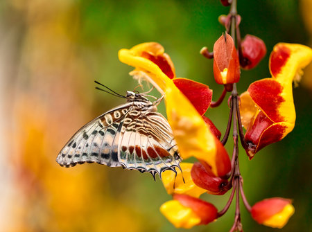 Closeup macro photo of butterfly Charaxes Castor on flower blossom, low depth of focusの写真素材