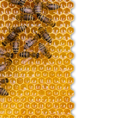Honeycomb with bees, isolated on white background. Copyspace for textの写真素材
