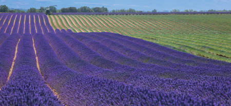 Lavender field in France during harvest, Provenceの写真素材