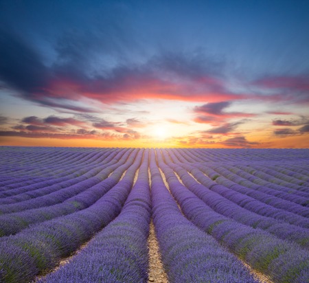 Beautiful landscape of blooming lavender field in sunset. Provence, France, Europe.の写真素材