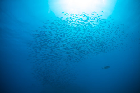 Flock of fish flowing in Indian ocean