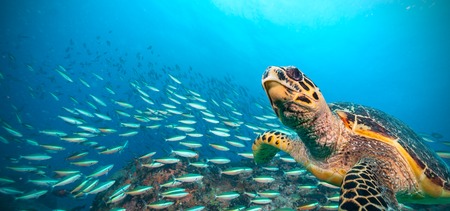 Hawksbill Sea Turtle flowing in Indian ocean, flock of fish on background