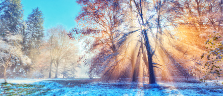 Beatiful morning sunrays in winter forest with amazing sun beams in fogの写真素材