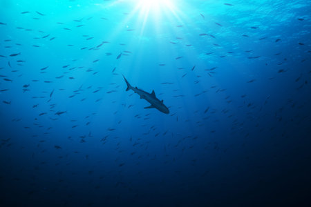 Silhouette of shark hunting smalls fish in beautiful deep blue water with sunrays