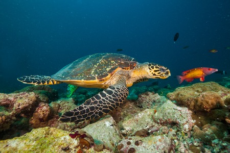 Maldivian hawkbill turtle exploring coral reef. Underwater life and ocean ecosystemの写真素材