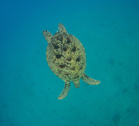 Hawksbill turtle swimming into depth. Wild animal underwater photography, marine life, diving and snorkeling activities.の写真素材