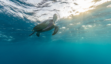 Hawksbill turtle trying to breath. Wild animal underwater photography, marine life, diving and snorkeling activities.の写真素材