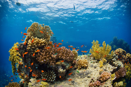 Beautiful coral reef with sealife. Underwater landscape photo with fish and marine lifeの写真素材