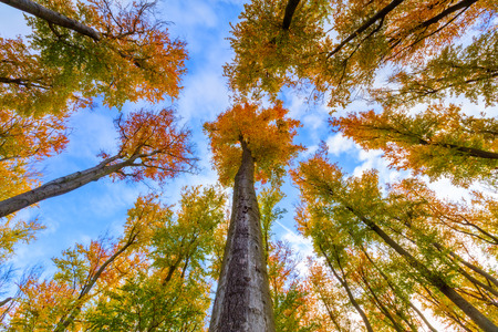 Autumn beech trees crowns. Beautiful seasonal nature photography.の写真素材