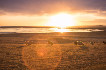 Herd of icelandic sheep in sunset light. Iconic symbol of Iceland fauna, tourist point of interestの写真素材