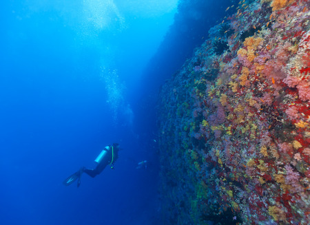 Young woman scuba diver exploring coral reef, underwater activitiesの写真素材