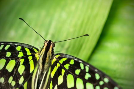 Beautiful butterfly Tailed jay, Graphium agamemnon in tropical forest sitting on green leaves. Tropical nature of rain forest, butterfly insect macro photography.の写真素材