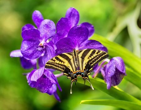 Beautiful butterfly Papilio pilumnus in tropical forest sitting on blossom. Tropical nature of rain forest, butterfly insect macro photography.の写真素材