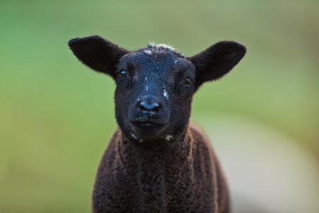 Young black lamb portrait on pasture, early morning in spring. Symbol of spring and newborn life.