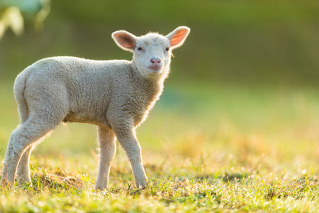 Cute young lamb on pasture, early morning in spring. Symbol of spring and newborn life.