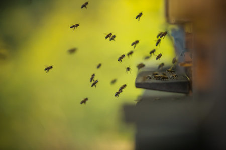 A flock of bees flying into hive, low depth of focus.