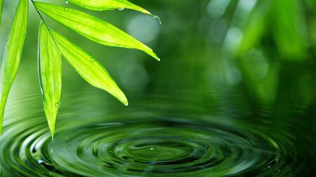 Dropping water with palm leaf, spa and wellness concept. Shot on super macro lens, low depth of focus. Free space for text.の写真素材