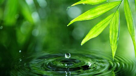 Dropping water with palm leaf, spa and wellness concept. Shot on super macro lens, low depth of focus. Free space for text.の写真素材