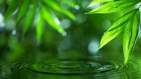 Palm leaves with water surface, spa and wellness concept. Shot on super macro lens, low depth of focus. Free space for text.の写真素材