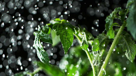 Freeze motion of rain drops falling on grass texture, studio shot, artificial lawn.の写真素材