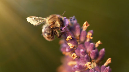 Detail of bee gathering pollen from lavender blossoms. Natural macro shot, low depth of focus. Rural countryside background. Honeybee working on lavender field.の写真素材