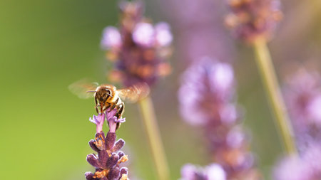 Detail of bee gathering pollen from lavender blossoms. Natural macro shot, low depth of focus. Rural countryside background. Honeybee working on lavender field.の写真素材