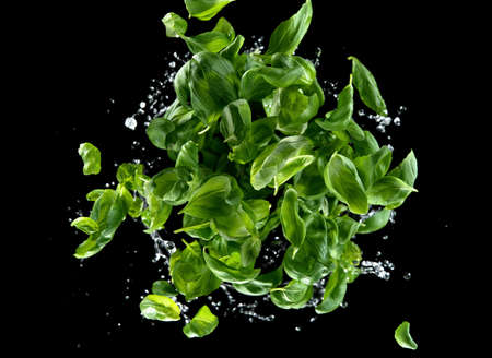 Freeze motion of flying coffee beans in twister shape, isolated on black background.の写真素材