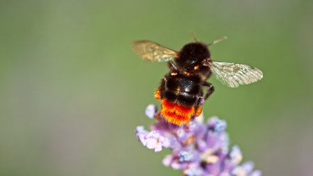 Bumblebee In a Lavender Blossom, macro photography. Insect collecting pollen from blooming flowers.