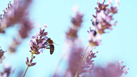 Bee In a Lavender Blossom, macrophotography. Insect collecting pollen from blooming flowers.の写真素材