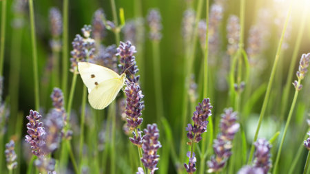 Melted chocolate splash in detail, freeze motion, isolated on black background.. Abstract sweet background.の写真素材