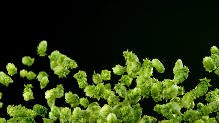 Freeze motion of flying hops cones on green background. Fresh hops, beer preparation concept.
