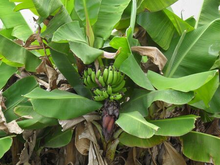 Green Bananas well protected by leaves.の写真素材