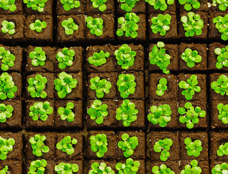 Seedlings in briquettesの写真素材