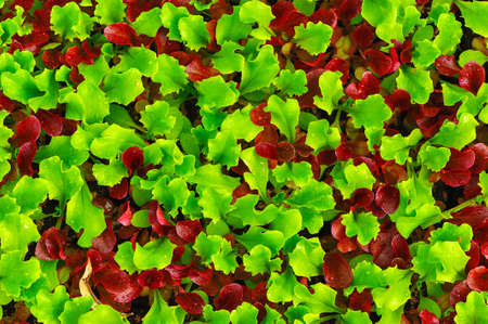 Washed fresh green and red salad closeupの写真素材