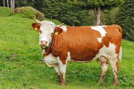 A brown cow with white spots grazing in alpine forestの写真素材