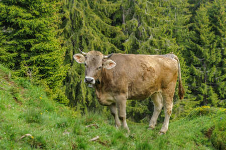 Cow grazing in the alpine forestの写真素材