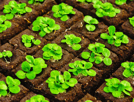 The square organic briquettes with small seedlingsの写真素材