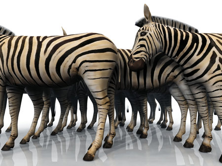 herd of zebras on a white backgroundの写真素材