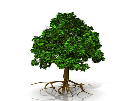 a green tree on white backgroundの写真素材